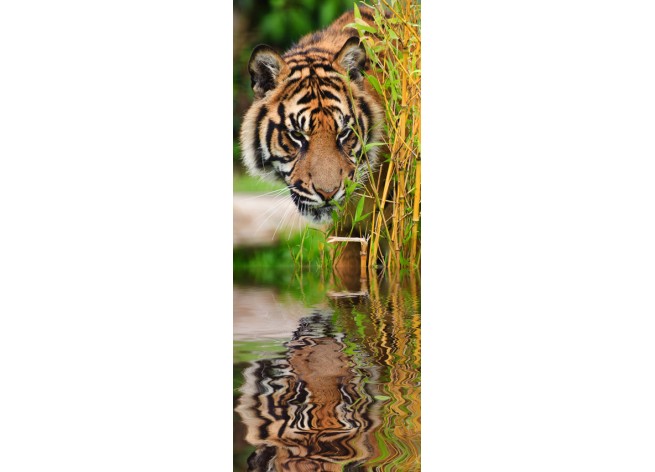 Наклейка на дверь Суматранский тигр
